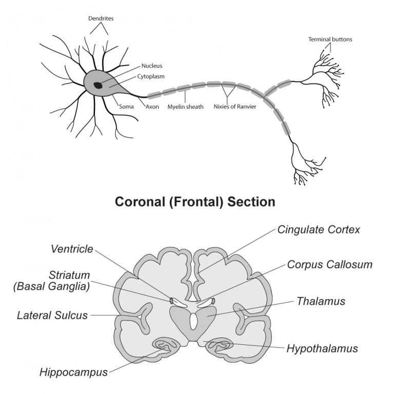 Nerve & Brain Illustration