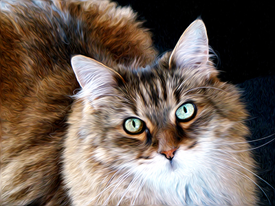 Maincoon Cat